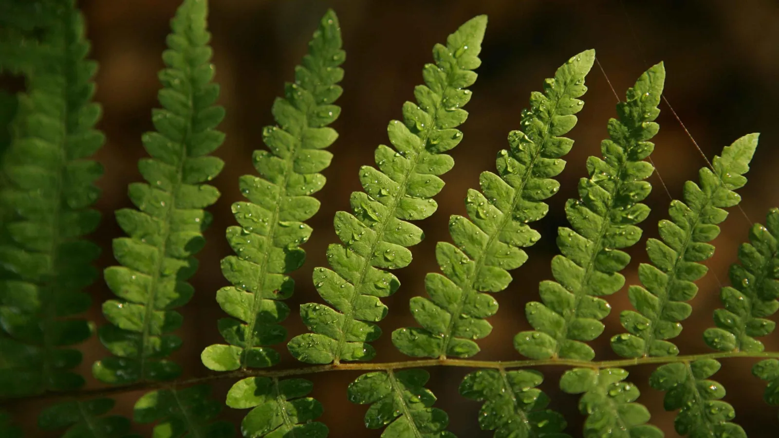 Drops of water beaded on the leaflets of a green fern, lit by low sun against a dark brown background.