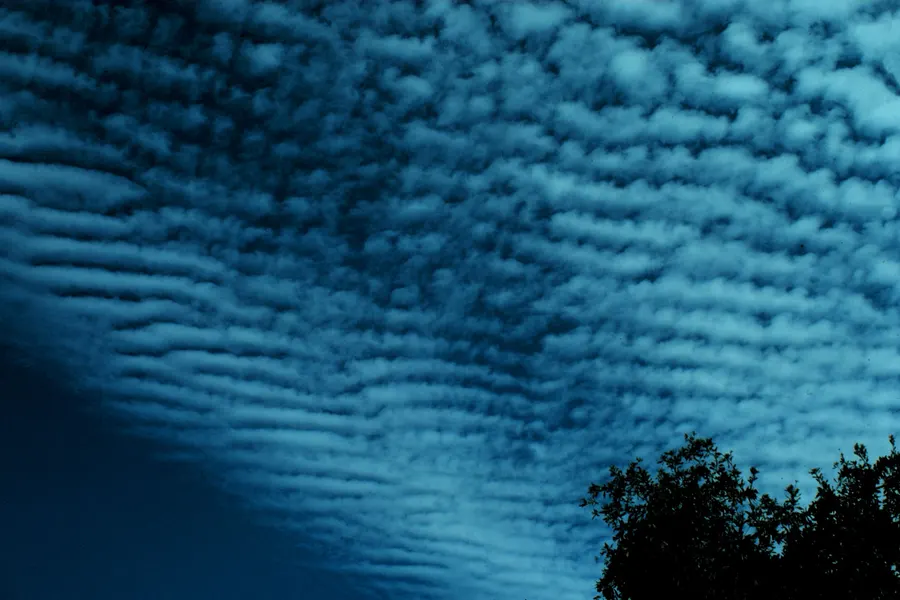 Rows and patches of rounded cloud elements with shaded undersides fill the sky, with a tree silhouetted in the lower right corner.
