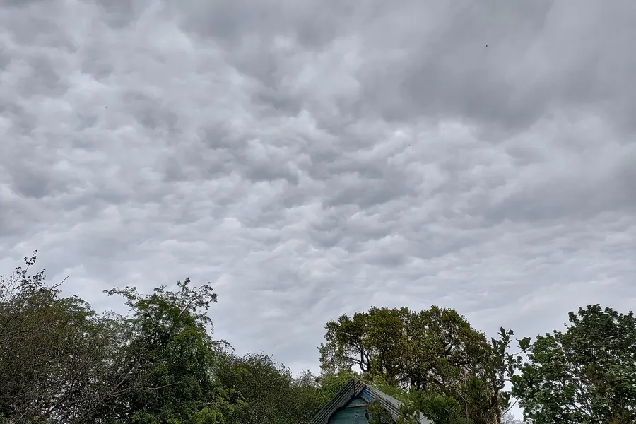 A gray cloud base with a rough, chaotic pattern of waves and troughs like a choppy sea seen from below, above trees and the roof of a shed.