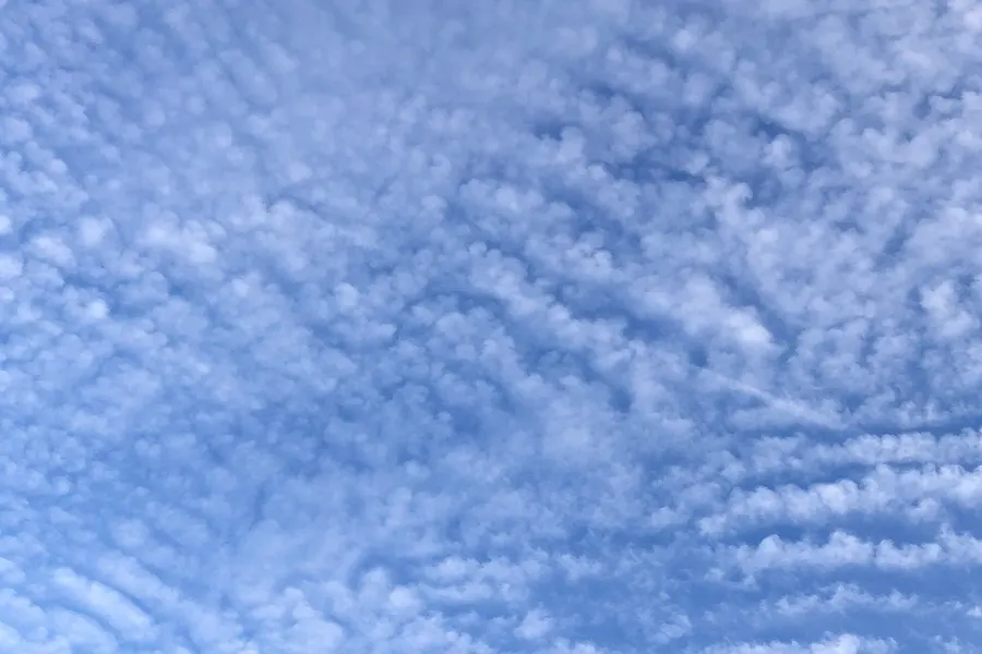 A sky filled with small, white, regularly spaced puffs and ripples of cloud with no shading, like fish scales.