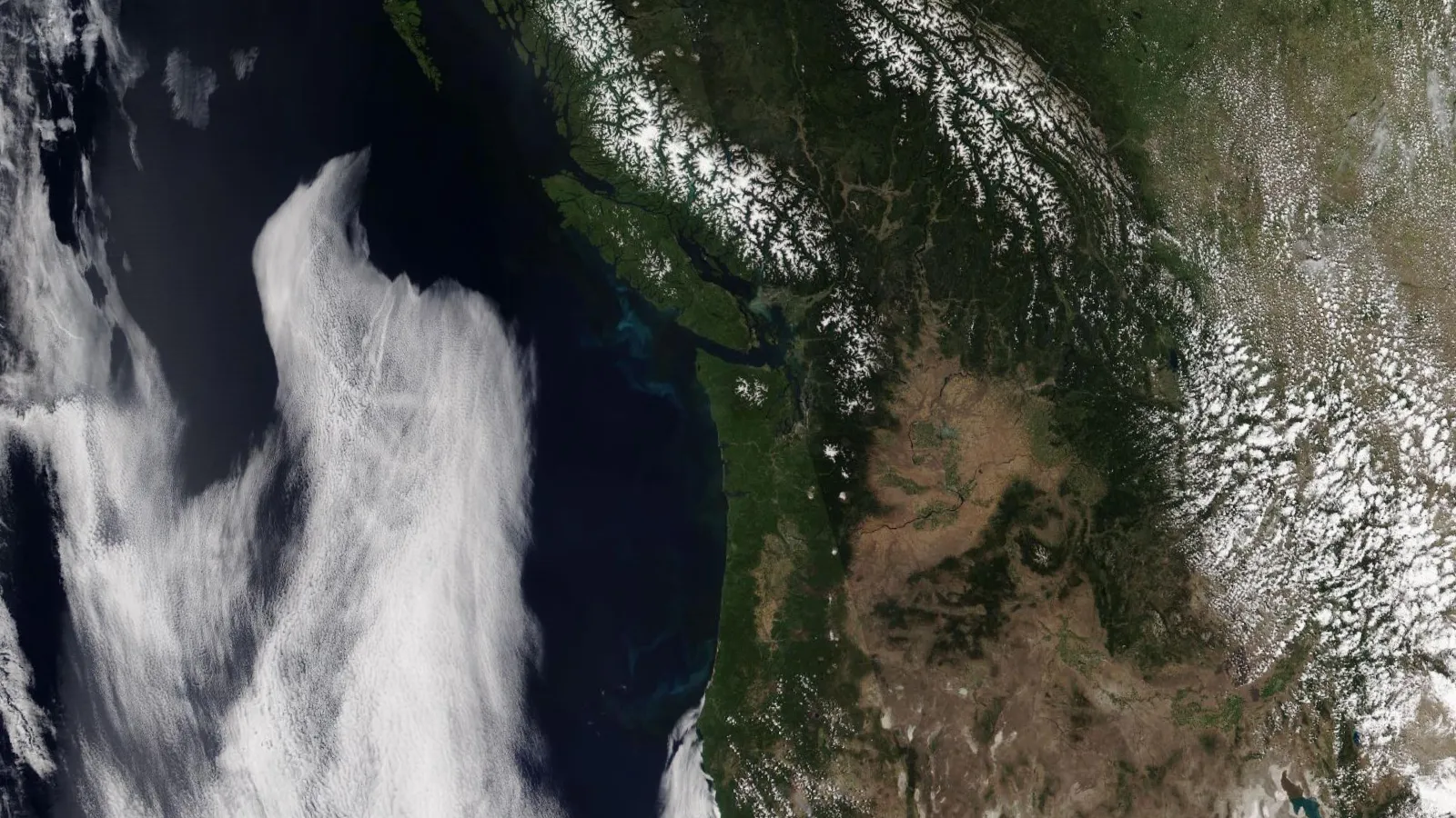 A satellite view of the Pacific Northwest: cloudless green forest and brown plateau across Washington, Oregon and southern British Columbia, snow on the Coast Mountains, Cascades and Rockies, a broad sheet of cloud over the Pacific offshore, and scattered small clouds far inland at right.